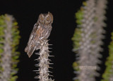Westelijke Madagaskardwergooruil - Torotoroka Scops-Owl - Otus madagascariensis