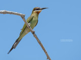 Madagaskarbijeneter - Olive Bee-eater - Merops superciliosus superciliosus
