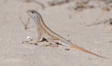 Madagaskarleguaan - Three-eyed lizard - Chalarodon Madagascariensis