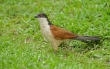 Senegalese Spoorkoekoek - Senegal Coucal - Centropus senegalensis