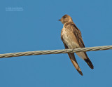 Yucatan Zwaluw - Ridgways Rough-winged Swallow - Stelgidopteryx ridgwayi