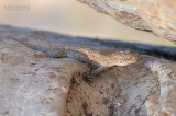 Sakalava Madagascan Velvet Gecko - Blaesodactylus sakalava