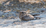 Madagaskarnachtzwaluw - Madagascar Nightjar - Caprimulgus madagascariensis madagascariensis