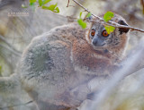 Witvoetwezelmaki - White-footed sportive lemur - Lepilemur leucopus