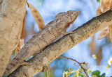 Reuzenkameleon - Oustalet's chameleon - Furcifer oustaleti