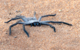 Madagascar Huntsman Spider - Damastes decoratus