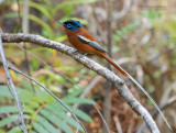 Madagaskarparadijsmonarch - Madagascar Paradise-Flycatcher - Terpsiphone mutata singetra