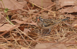 Dominikanerwida - Pin-tailed Whydah - Vidua macroura