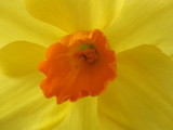 Portrait of a Daffodil