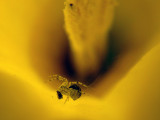Next time you see a Daffodil…