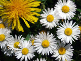 Dandelion and Daisies