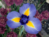 Dutch Iris and Chives