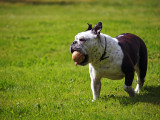 Lawn Bowling With Bull Dogs