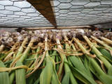 Undercover Garlic