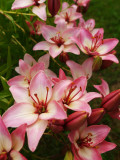 Front Yard Lilies