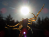 The Spider and The Sun