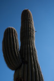 _D755874.jpg