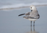 Sanderling