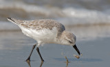 Sanderling foraging