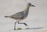 Pacific golden plover