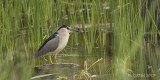 Kwak - Black-crowned Night Heron - Nycticorax nycticorax