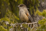 Taigagaai - Siberian Jay - Perisoreus infaustus