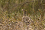 Korhoen - Black Grouse - Tetrao tetrix