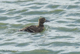 Stellers Eider - Stellers Eider - Polysticta stelleri