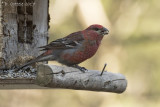 Haakbek - Pine Grosbeak - Pinicola enucleator