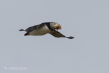 Papegaaiduiker - Atlantic Puffin - Fratercula arctica