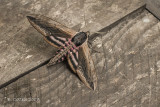 Ligusterpijlstaart - Privet Hawk Moth - Sphinx ligustri