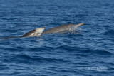 Gewone Spitssnuitdolfijn - Sowerbys Beaked Whale - Mesoplodon bidens