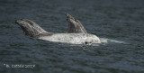 Grijze Dolfijn - Rissos Dolphin - Grampus griseus