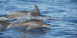 Atlantische Gevlekte Dolfijn - Atlantic Spotted Dolphin - Stenella frontalis