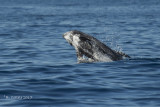 Grijze Dolfijn - Rissos Dolphin - Grampus griseus