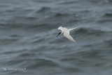 Dougalls Stern - Roseate Tern - Sterna dougallii