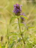 Gewone Brunel - Common Self-heal - Prunella vulgaris