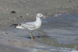 Dunbekmeeuw - Slender-billed Gull - Chroicocephalus genei