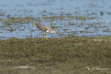 Terekruiter - Terek Sandpiper - Xenus cinereus