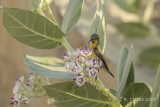 Purperhoningzuiger - Purple Sunbird - Cinnyris asiaticus