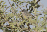 Mntries Zwartkop - Menetriess Warbler - Sylvia mystacea