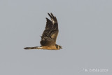 Steppekiekendief - Pallid Harrier - Circus macrourus