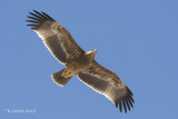 Keizerarend - Eastern Imperial Eagle - Aquila heliaca