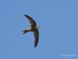 Socotra-gierzwaluw - Forbes-Watsons Swift - Apus berliozi