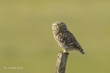 Steenuil - Northern Little Owl - Athene noctua