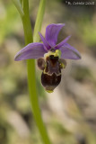 Sniporchis - Woodcock Bee-orchid - Ophrys scolopax 