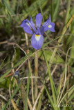 Gynandriris sisyrinchium 