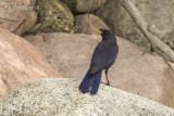 Chinese Fluitlijster - Blue Whistling Thrush - Myophonus caeruleus