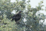 Keizerarend - Eastern Imperial Eagle - Aquila heliaca