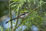 Staartmees - Long-tailed Tit - Aegithalos caudatus